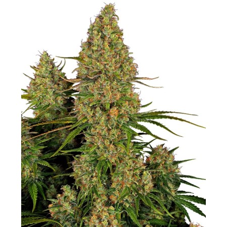 Sticky Orange XXL - Sensi Seeds | Autoflower Cannabis Seeds