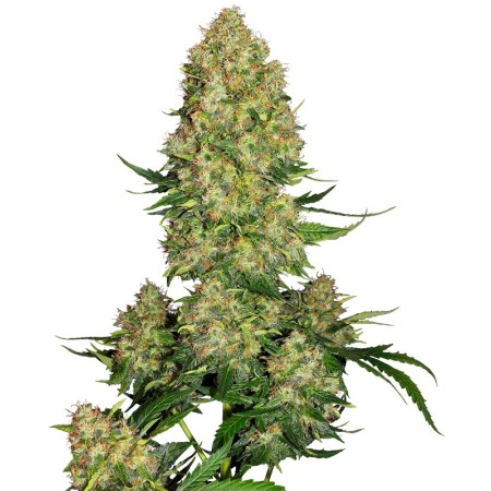 Skunk Nr. 1 - Sensi Seeds | Autoflower Cannabis Seeds