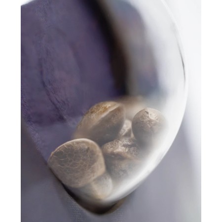 Skunk Nr. 1 - Sensi Seeds | Autoflower Cannabis Seeds