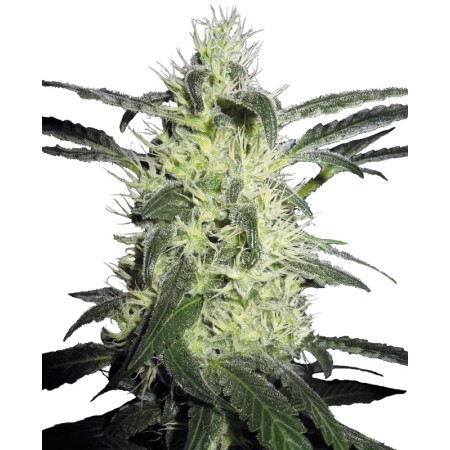 Silver Haze - Sensi Seeds | Feminized Cannabis Seeds