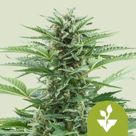 Easy Bud - Royal Queen Seeds | Autoflowering Cannabis Seeds