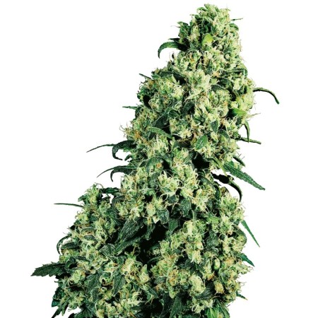 Skunk Nr. 1 - Sensi Seeds | Feminized Cannabis Seeds