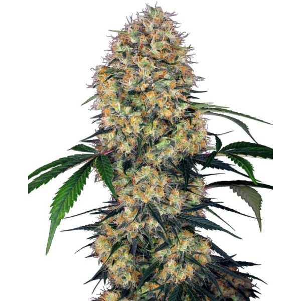 Sensi Amnesia XXL - Sensi Seeds | Autoflower