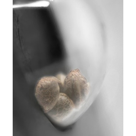 Sensi Amnesia XXL - Sensi Seeds | Autoflower Cannabis Seeds Sensi Amnesia XXL - Sensi Seeds | Autoflower Cannabis Seeds