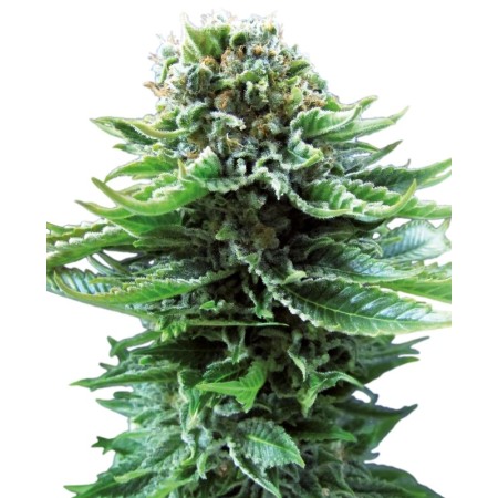 Northern Lights - Sensi Seeds | Autoflower Cannabis Seeds