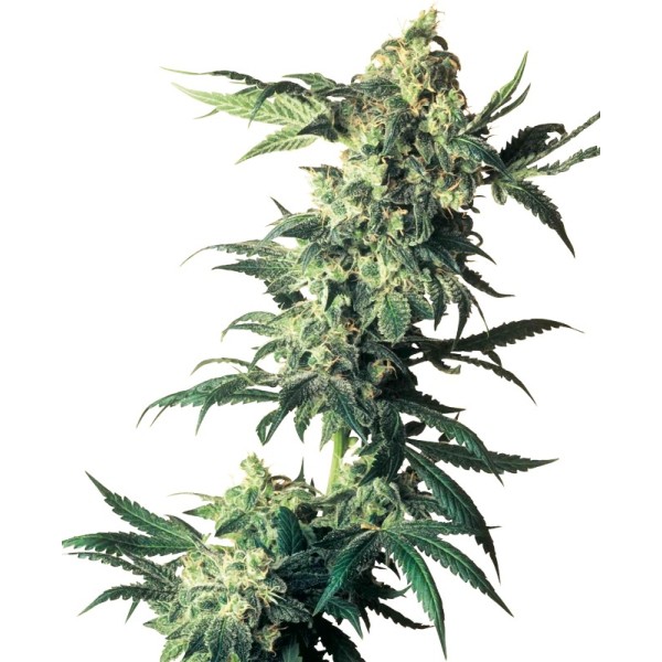 Northern Lights - Sensi Seeds | Feminized