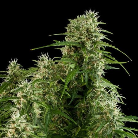 Northern Light - Royal Queen Seeds | Autoflowering Cannabis Seeds Northern Light - Royal Queen Seeds | Autoflowering Cannabis Seeds