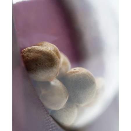 Mexican Sativa - Sensi Seeds | Feminized Cannabis Seeds Mexican Sativa - Sensi Seeds | Feminized Cannabis Seeds