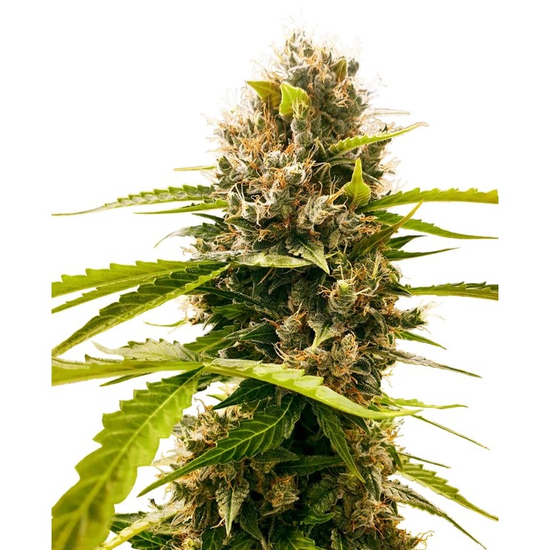 Mandarin Punch - Sensi Seeds | Feminized Cannabis Seeds Mandarin Punch - Sensi Seeds | Feminized Cannabis Seeds