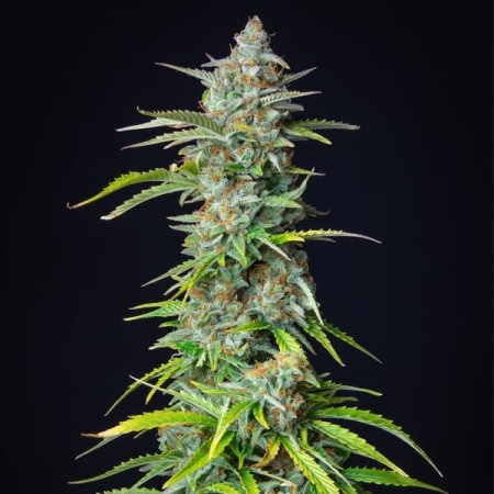 Northern Light - Royal Queen Seeds | Autoflowering Cannabis Seeds Northern Light - Royal Queen Seeds | Autoflowering Cannabis Seeds