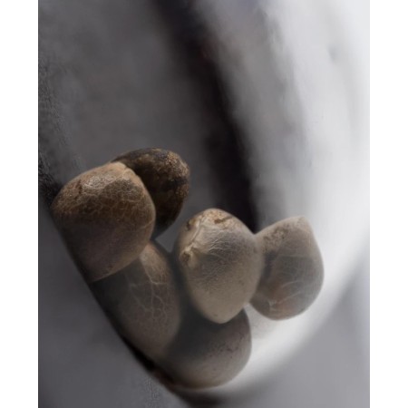 Mandarin Punch - Sensi Seeds | Feminized Cannabis Seeds Mandarin Punch - Sensi Seeds | Feminized Cannabis Seeds