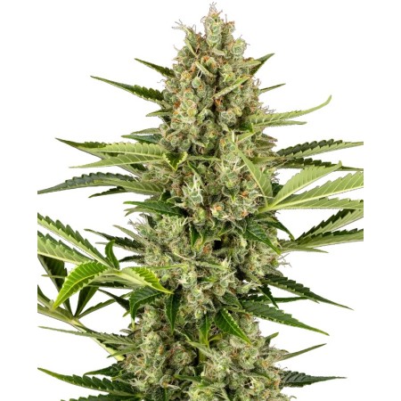 Jack Herer - Sensi Seeds | Autoflower Cannabis Seeds