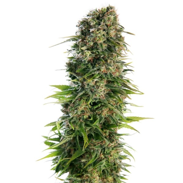Hindu Kush - Sensi Seeds | Autoflower