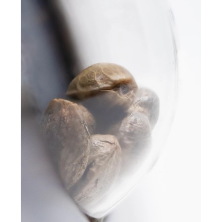 Hindu Kush - Sensi Seeds | Autoflower Cannabis Seeds