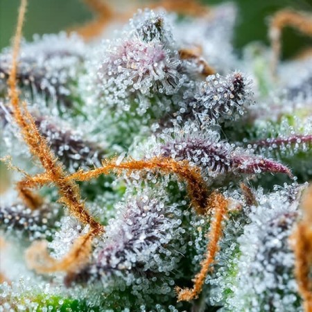 Northern Light - Royal Queen Seeds | Autoflowering Cannabis Seeds Northern Light - Royal Queen Seeds | Autoflowering Cannabis Seeds