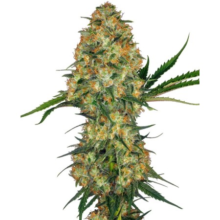 Hindu Kush - Sensi Seeds | Feminized Cannabis Seeds