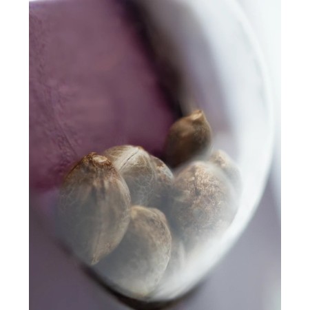 Hindu Kush - Sensi Seeds | Feminized Cannabis Seeds