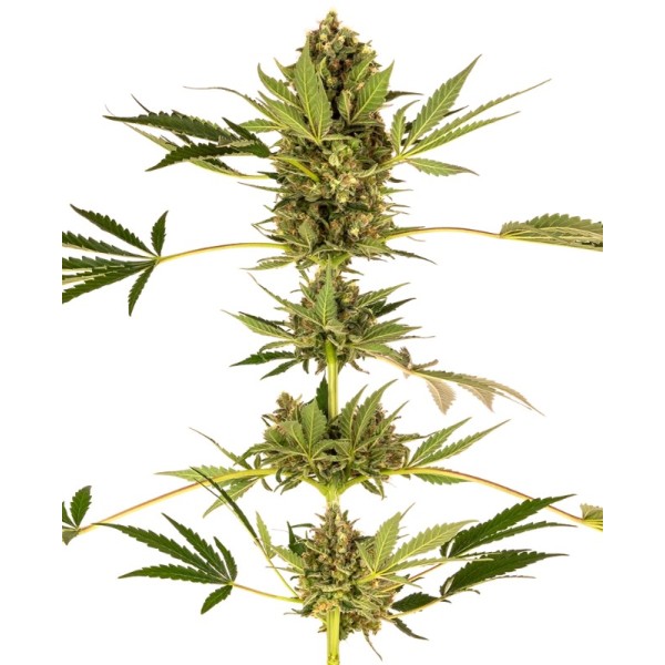 Himalayan - Sensi Seeds | CBD