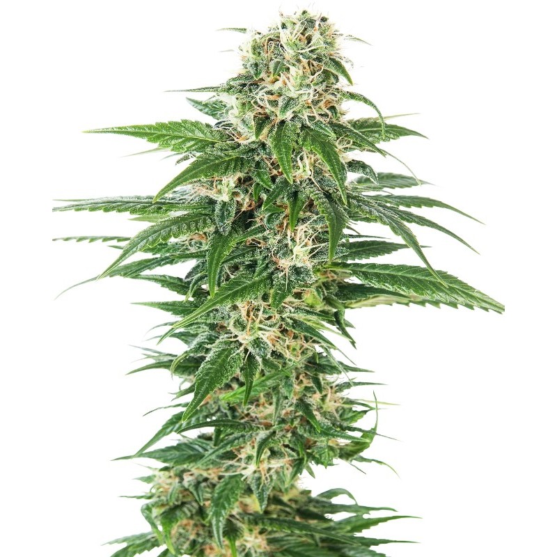 Early Skunk - Sensi Seeds | Autoflower Cannabis Seeds Early Skunk - Sensi Seeds | Autoflower Cannabis Seeds