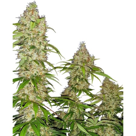 Banana Kush Cake - Sensi Seeds | Feminized Cannabis Seeds