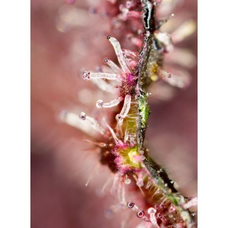 Tropicana Poison F1 - Sweet Seeds | Feminized Cannabis Seeds Tropicana Poison F1 - Sweet Seeds | Feminized Cannabis Seeds