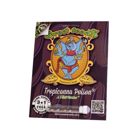 Tropicana Poison F1 - Sweet Seeds | Feminized Cannabis Seeds Tropicana Poison F1 - Sweet Seeds | Feminized Cannabis Seeds