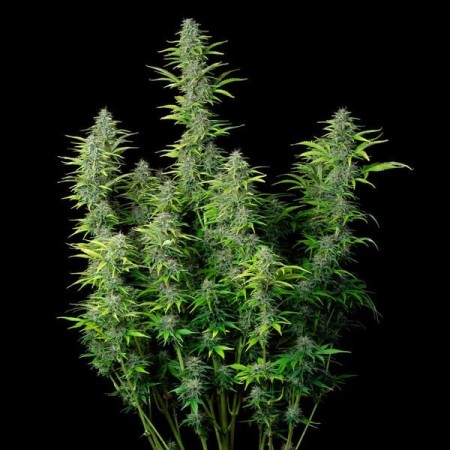 Northern Light - Royal Queen Seeds | Autoflowering Cannabis Seeds Northern Light - Royal Queen Seeds | Autoflowering Cannabis Seeds