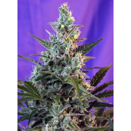 Sweet Skunk F1 - Sweet Seeds | Feminized Cannabis Seeds