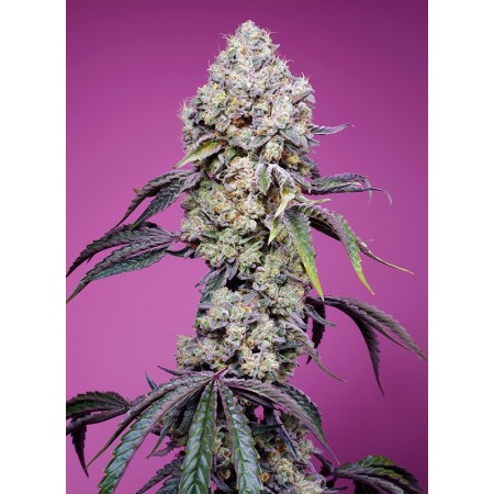 Sweet Mandarine Zkittlez F1 - Sweet Seeds | Feminized