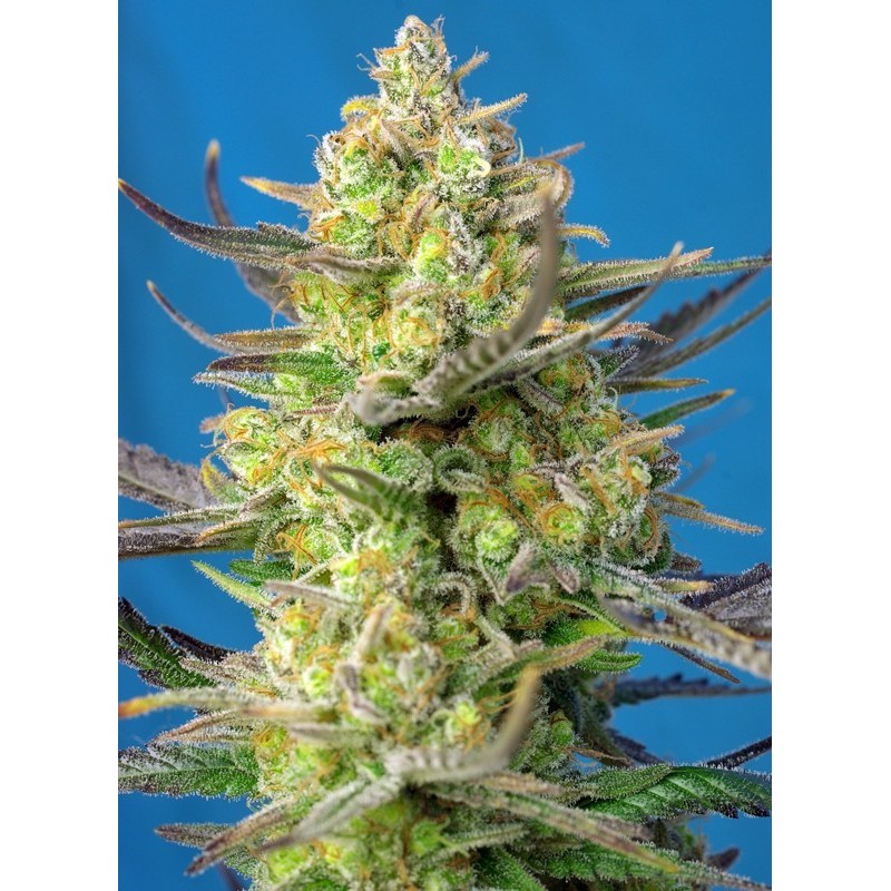 Sweet Cheese XL - Sweet Seeds | Autoflower Cannabis Seeds Sweet Cheese XL - Sweet Seeds | Autoflower Cannabis Seeds