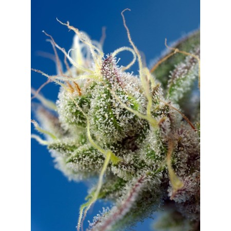 Sweet Cheese XL - Sweet Seeds | Autoflower Cannabis Seeds Sweet Cheese XL - Sweet Seeds | Autoflower Cannabis Seeds