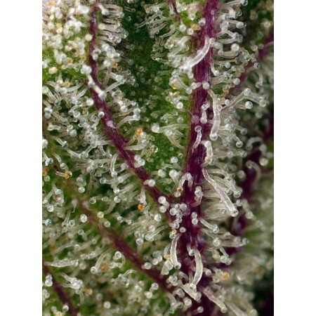 Sweet Cheese XL - Sweet Seeds | Autoflower Cannabis Seeds Sweet Cheese XL - Sweet Seeds | Autoflower Cannabis Seeds