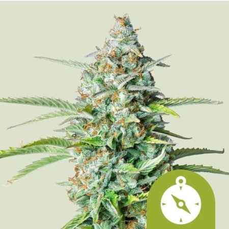 Northern Light - Royal Queen Seeds | Autoflowering Cannabis Seeds Northern Light - Royal Queen Seeds | Autoflowering Cannabis Seeds
