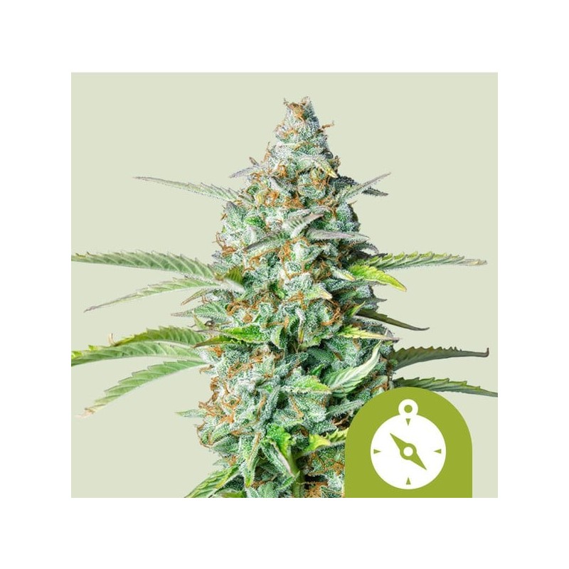 Northern Light - Royal Queen Seeds | Autoflowering Cannabis Seeds Northern Light - Royal Queen Seeds | Autoflowering Cannabis Seeds