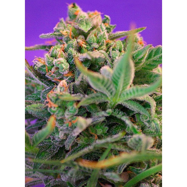 Sweet Cheese F1 - Sweet Seeds | Feminized