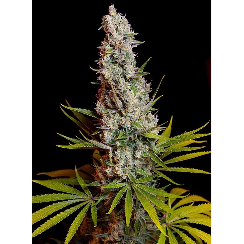 Sweet Cheese - Sweet Seeds | Feminized Cannabis Seeds Sweet Cheese - Sweet Seeds | Feminized Cannabis Seeds