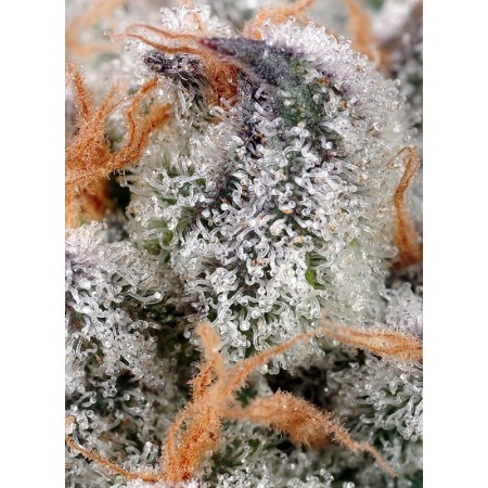 Sweet Cheese - Sweet Seeds | Feminized Cannabis Seeds Sweet Cheese - Sweet Seeds | Feminized Cannabis Seeds