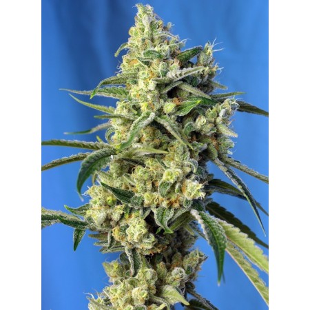 Sweet Amnesia Haze - Sweet Seeds | Feminized Cannabis Seeds