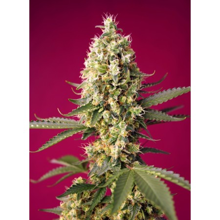 Skywalker OG Runtz XL - Sweet Seeds | Autoflower