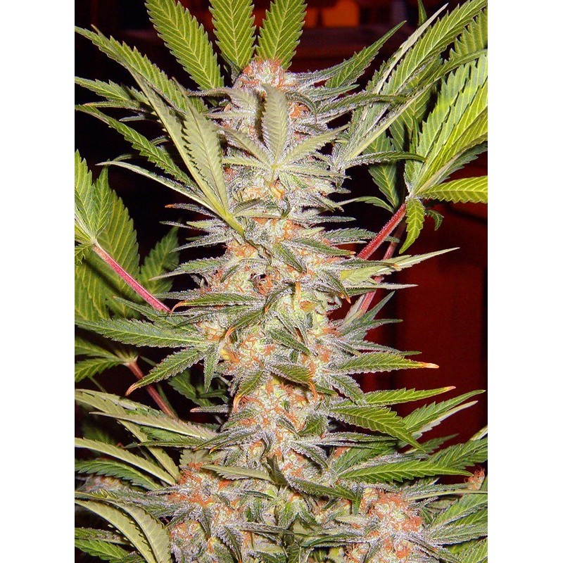 S.A.D. Sweet Afgani Delicious F1 - Sweet Seeds | Feminized