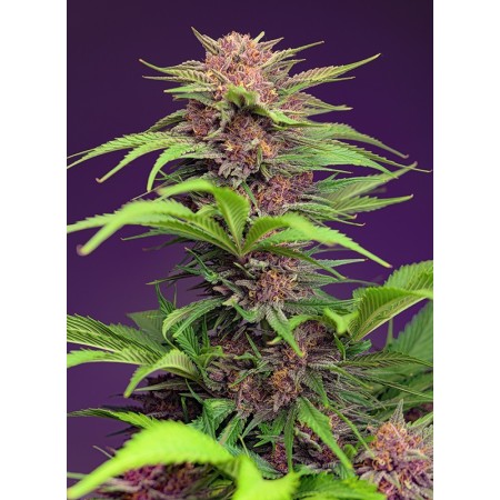 Red Mimosa XL - Sweet Seeds | Autoflower Cannabis Seeds