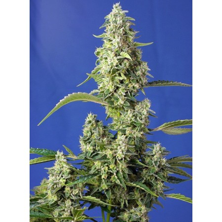 Gorilla Girl XL - Sweet Seeds | Autoflower Cannabis Seeds
