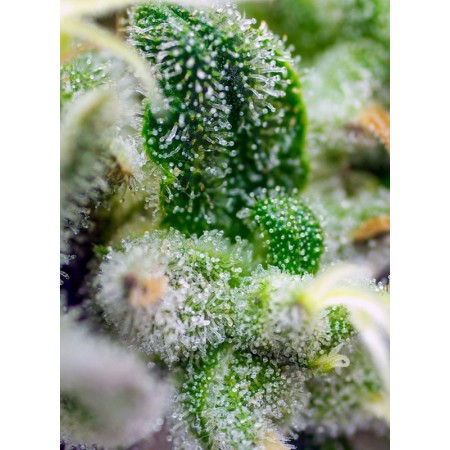 Gorilla Girl XL - Sweet Seeds | Autoflower Cannabis Seeds