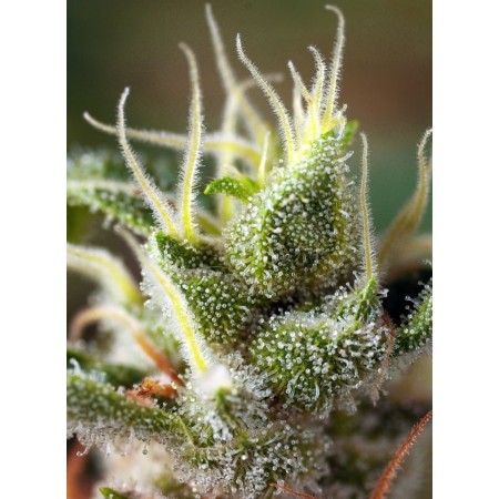Gorilla Girl F1 - Sweet Seeds | Feminized Cannabis Seeds Gorilla Girl F1 - Sweet Seeds | Feminized Cannabis Seeds