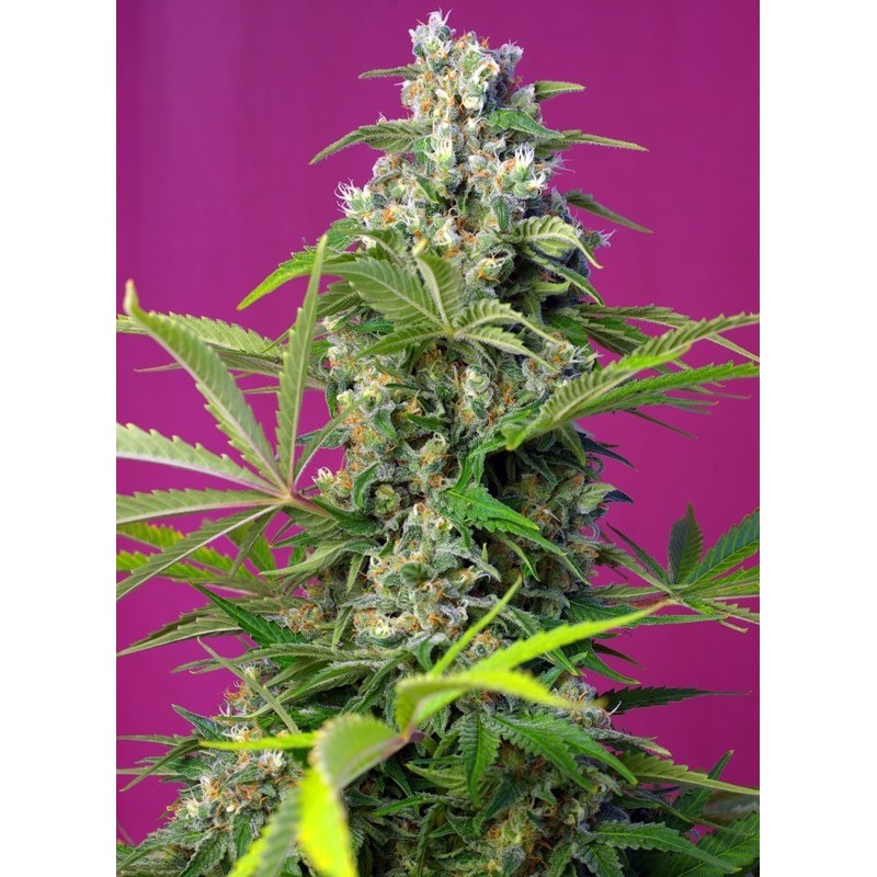 Gorilla Girl - Sweet Seeds | Feminized Cannabis Seeds