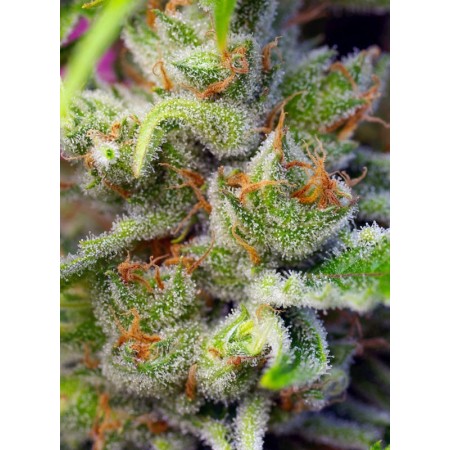 Gorilla Girl - Sweet Seeds | Feminized Cannabis Seeds