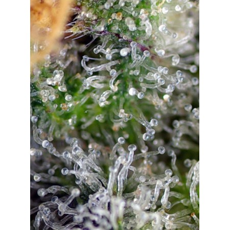 Gorilla Girl - Sweet Seeds | Feminized Cannabis Seeds