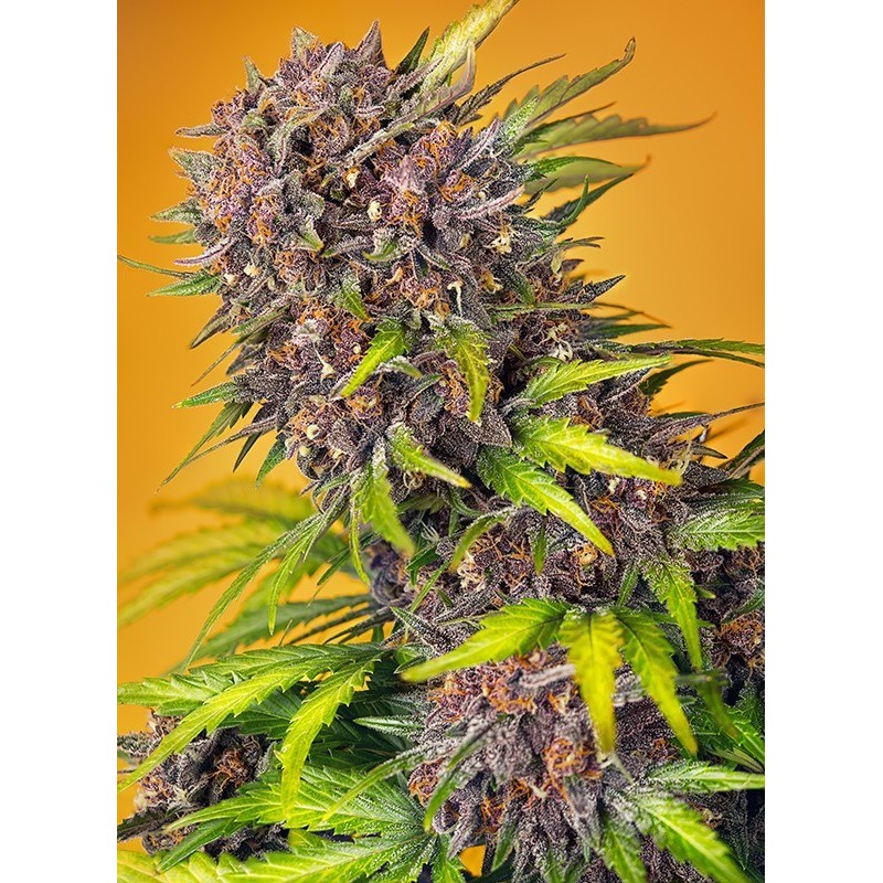 Diablo Rojo XL - Sweet Seeds | Autoflower Cannabis Seeds