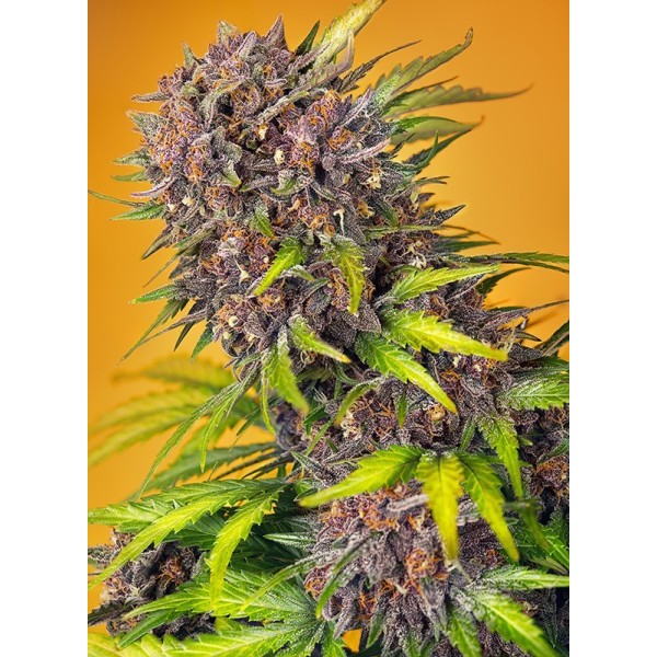 Diablo Rojo XL - Sweet Seeds | Autoflower