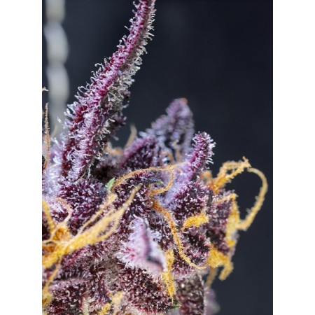 Diablo Rojo XL - Sweet Seeds | Autoflower Cannabis Seeds